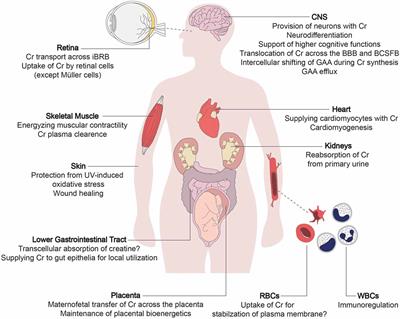 The Creatine Transporter Unfolded: A Knotty Premise in the Cerebral Creatine Deficiency Syndrome